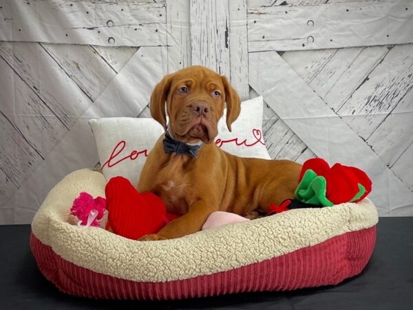 Dogue De Bordeaux-DOG-Male-Red-24556-Petland Scottsdale, Arizona