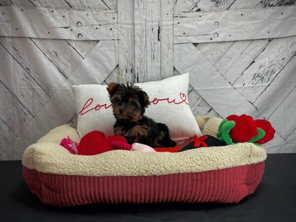 Yorkshire Terrier-DOG-Female-Black and Gold-24555-Petland Scottsdale, Arizona