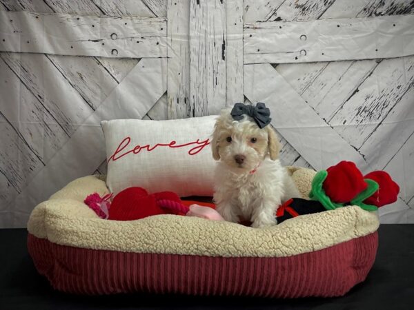 Bichon Frise/Poodle-DOG-Female-White and Cream-24554-Petland Scottsdale, Arizona