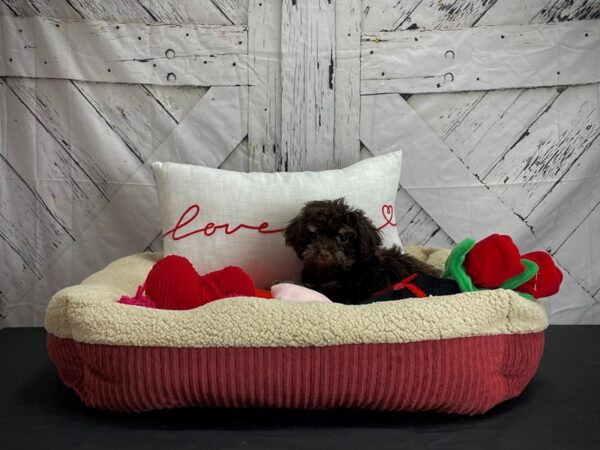 Bichon Frise/Poodle-DOG-Female-Brown and Apricot-24553-Petland Scottsdale, Arizona