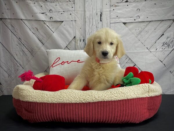 Golden Retriever-DOG-Female-Golden-24580-Petland Scottsdale, Arizona