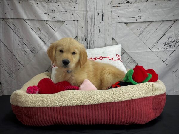 Golden Retriever-DOG-Male-Golden-24579-Petland Scottsdale, Arizona