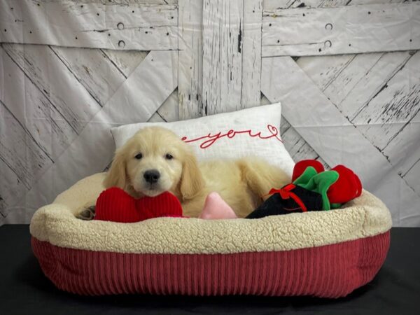 Golden Retriever-DOG-Male-Golden-24578-Petland Scottsdale, Arizona