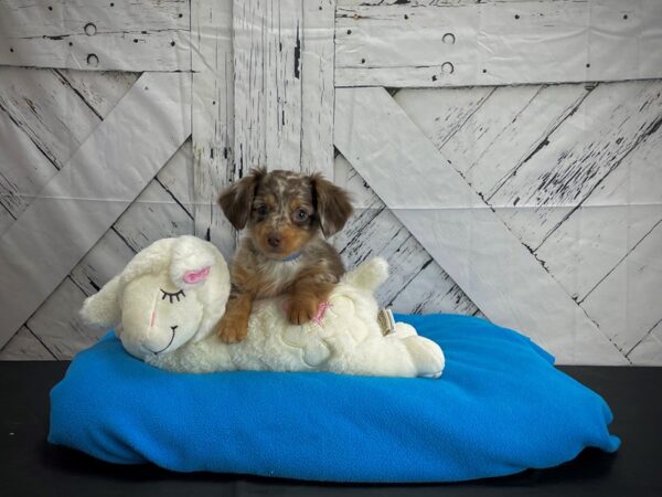 Chihuahua/Dachshund-DOG-Male-Chocolate / Tan-24610-Petland Scottsdale, Arizona