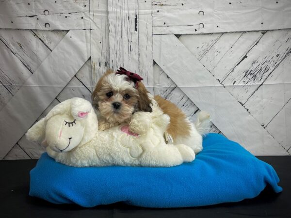 Bichon Frise/Shih Tzu-DOG-Female-Red / White-24609-Petland Scottsdale, Arizona