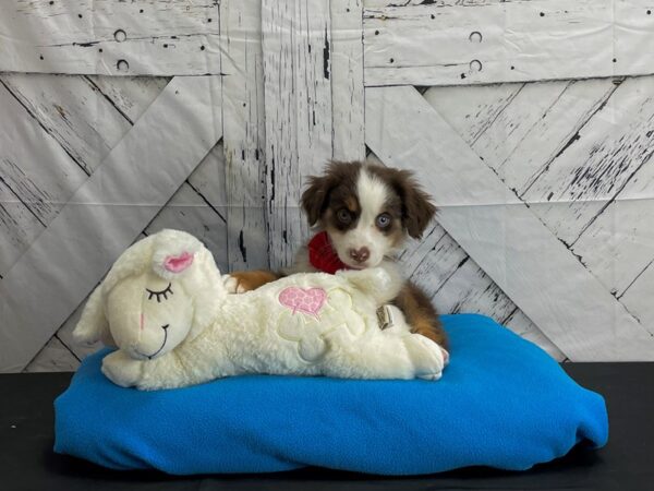 Miniature Australian Shepherd-DOG-Male-Red Tan / White-24608-Petland Scottsdale, Arizona