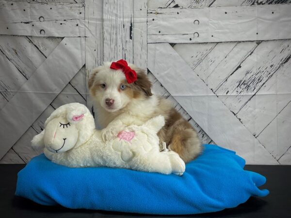 Miniature Australian Shepherd-DOG-Female-Red Merle-24607-Petland Scottsdale, Arizona