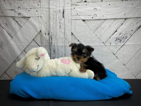 Yorkshire Terrier-DOG-Male-Black / Tan-24606-Petland Scottsdale, Arizona
