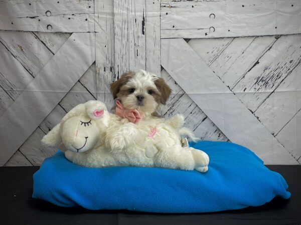 Shih Tzu-DOG-Male-White / Blue Fawn-24605-Petland Scottsdale, Arizona