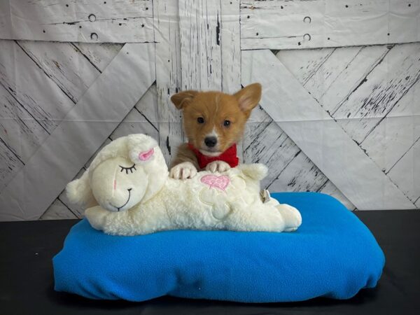Pembroke Welsh Corgi-DOG-Male-Red-24604-Petland Scottsdale, Arizona