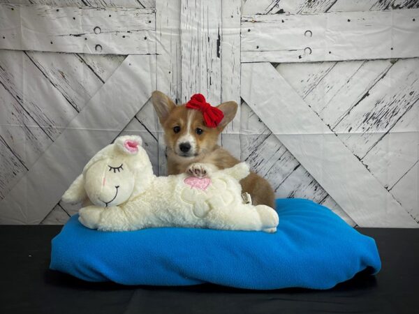 Pembroke Welsh Corgi-DOG-Female-Red-24603-Petland Scottsdale, Arizona