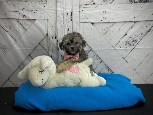 Havanese-DOG-Male-Gold-24602-Petland Scottsdale, Arizona