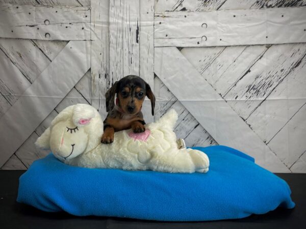 Dachshund-DOG-Female-Black / Tan-24601-Petland Scottsdale, Arizona