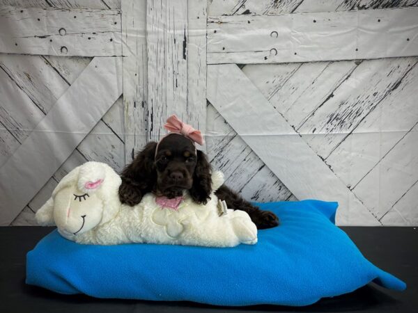 Cocker Spaniel-DOG-Female-Brown / Tan-24600-Petland Scottsdale, Arizona