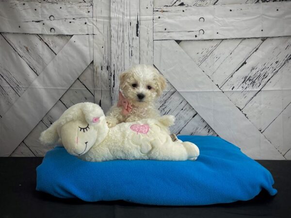 Bichon Frise-DOG-Male-White-24599-Petland Scottsdale, Arizona
