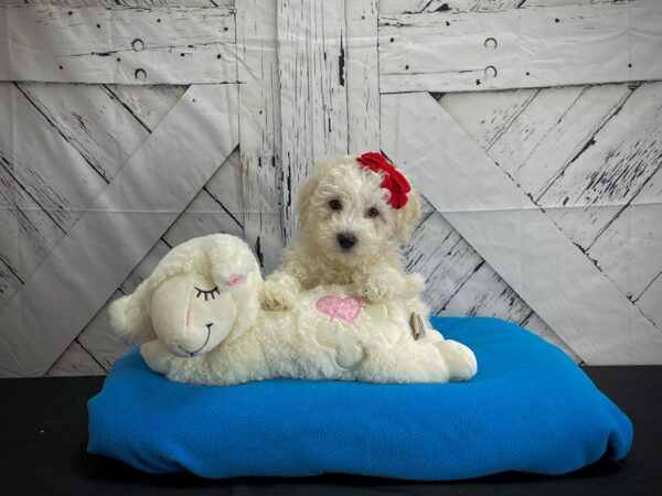 Bichon Frise-DOG-Female-White-24598-Petland Scottsdale, Arizona