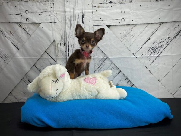 Chihuahua-DOG-Female-Chocolate and Tan-24594-Petland Scottsdale, Arizona