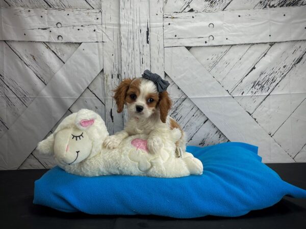 Cavalier King Charles Spaniel-DOG-Female-Blenheim-24593-Petland Scottsdale, Arizona