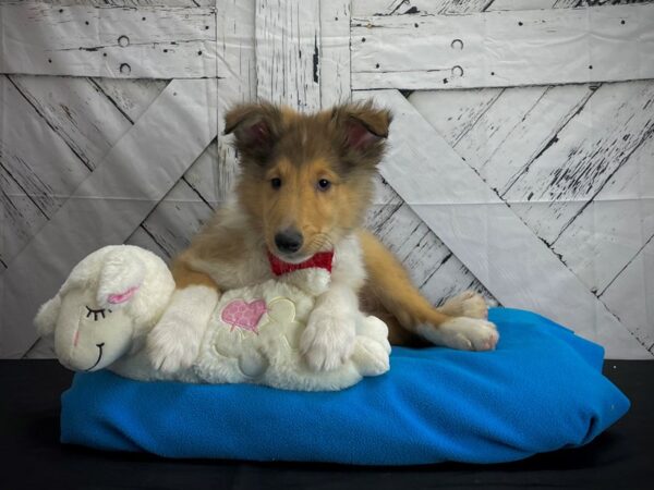 Collie-DOG-Male-Sable and White-24590-Petland Scottsdale, Arizona