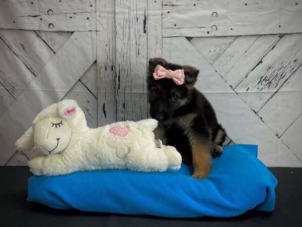 German Shepherd Dog-DOG-Female-Black and Tan-24589-Petland Scottsdale, Arizona