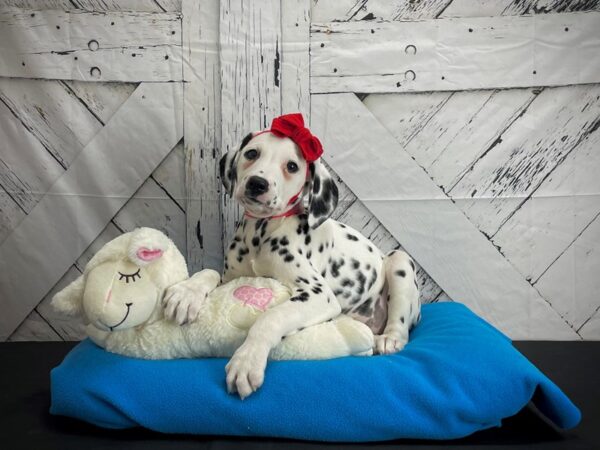 Dalmatian-DOG-Female-White and Black-24587-Petland Scottsdale, Arizona