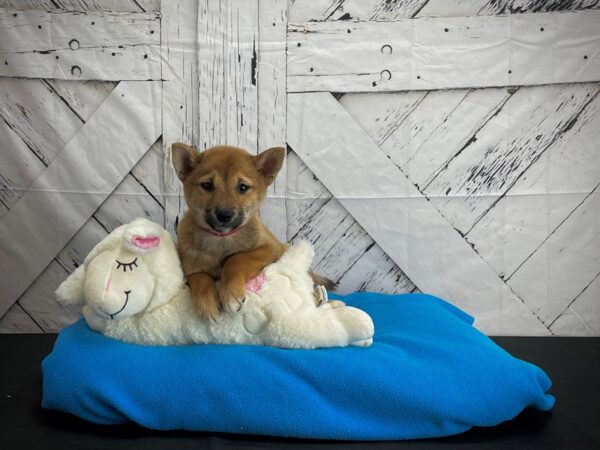 Shiba Inu-DOG-Female-Red-24586-Petland Scottsdale, Arizona