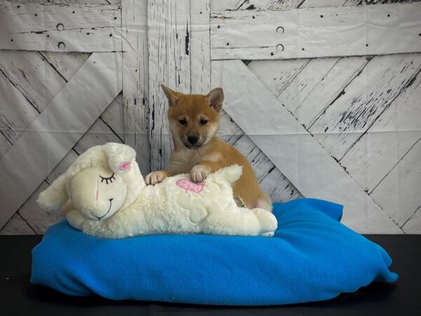 Shiba Inu-DOG-Female-Red-24585-Petland Scottsdale, Arizona
