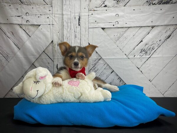 Pembroke Welsh Corgi-DOG-Male-Blue-24584-Petland Scottsdale, Arizona