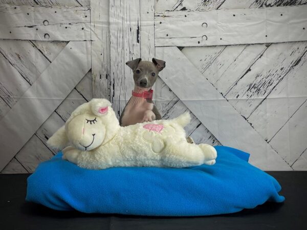 Italian Greyhound-DOG-Female-Blue-24583-Petland Scottsdale, Arizona