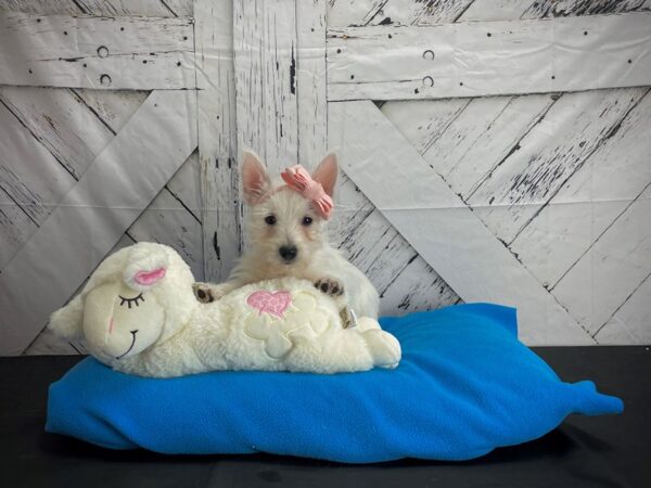 West Highland White Terrier-DOG-Female-White-24582-Petland Scottsdale, Arizona