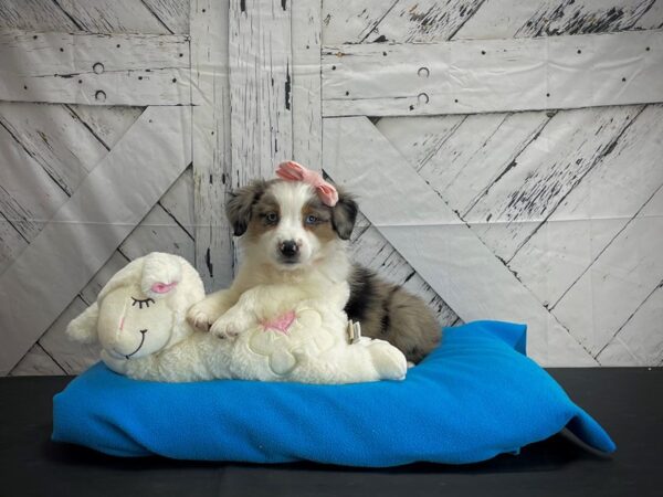 Miniature Australian Shepherd-DOG-Female-Blue Merle White and Tan-24581-Petland Scottsdale, Arizona