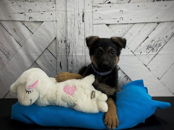 German Shepherd Dog-DOG-Male-Black and Tan-24588-Petland Scottsdale, Arizona