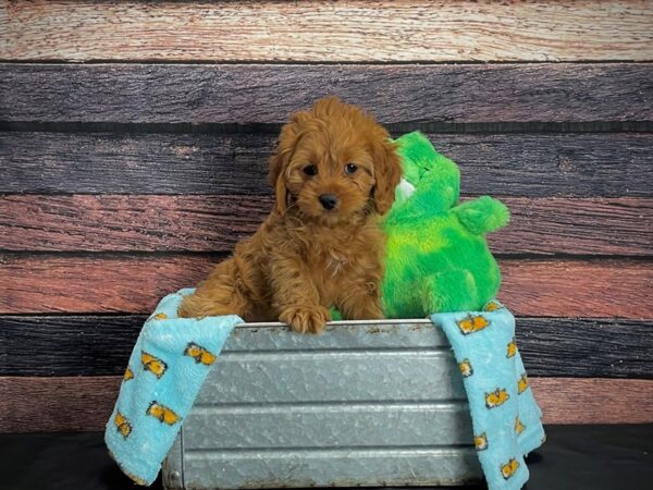 Cavalier King Charles Spaniel/Poodle-DOG-Female-Ruby-24634-Petland Scottsdale, Arizona