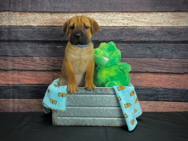 Beagle/Shar Pei-DOG-Male-Red-24633-Petland Scottsdale, Arizona