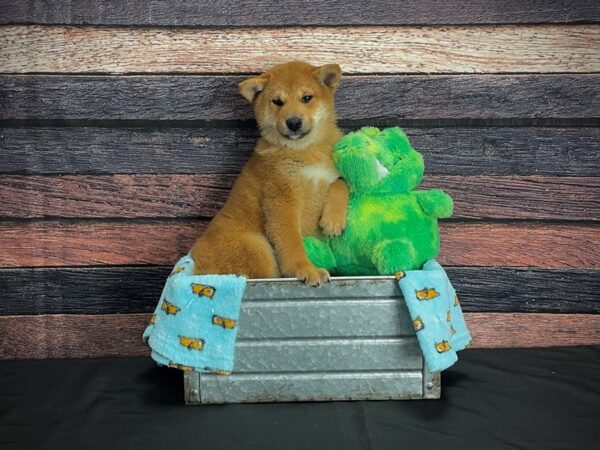 Shiba Inu-DOG-Male-Red Sesame-24631-Petland Scottsdale, Arizona