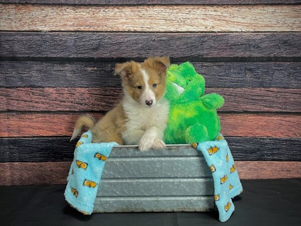 Shetland Sheepdog-DOG-Male-Sable-24630-Petland Scottsdale, Arizona