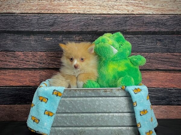 Pomeranian-DOG-Male-Orange-24629-Petland Scottsdale, Arizona