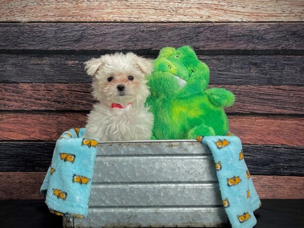 Maltese-DOG-Female-White-24627-Petland Scottsdale, Arizona