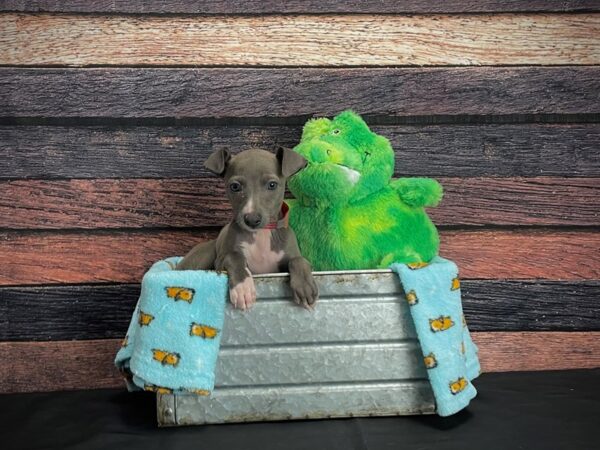 Italian Greyhound-DOG-Female-Blue-24626-Petland Scottsdale, Arizona