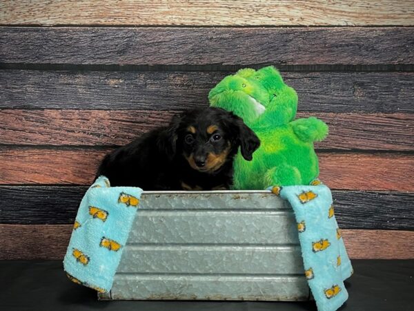 Dachshund-DOG-Female-Black / Tan-24625-Petland Scottsdale, Arizona