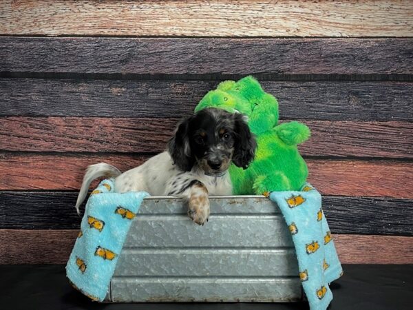 Dachshund-DOG-Male-Black / Tan-24624-Petland Scottsdale, Arizona