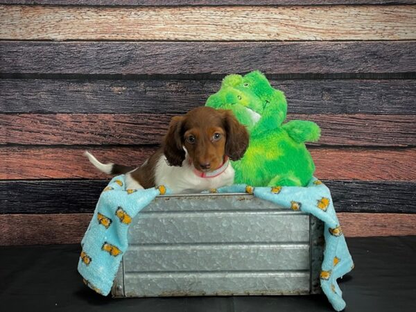 Dachshund-DOG-Female-Red Sable-24623-Petland Scottsdale, Arizona