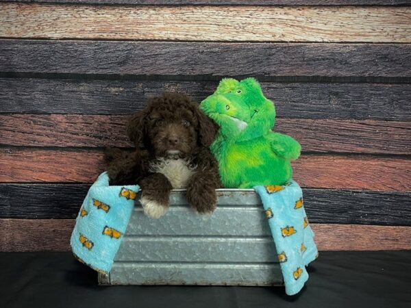 F1B Mini Aussipoo-DOG-Male-Red-24622-Petland Scottsdale, Arizona
