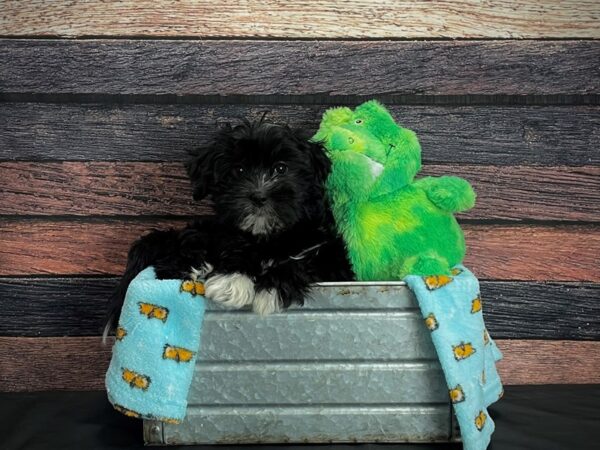 Maltese/Shih Tzu-DOG-Female-Black and White-24621-Petland Scottsdale, Arizona