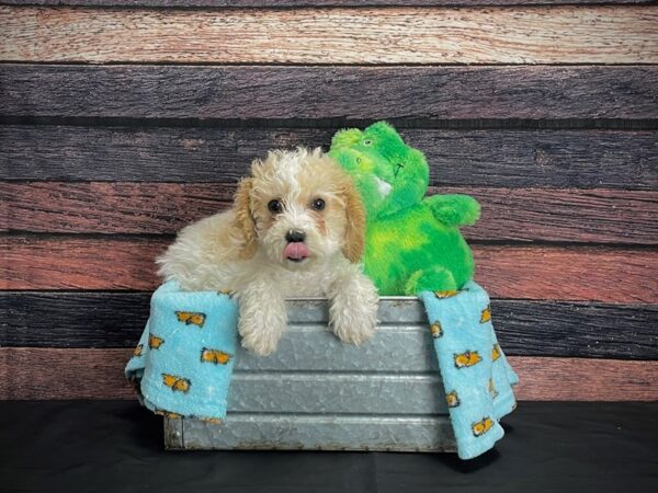 F1B Bichpoo-DOG-Male-Apricot-24620-Petland Scottsdale, Arizona