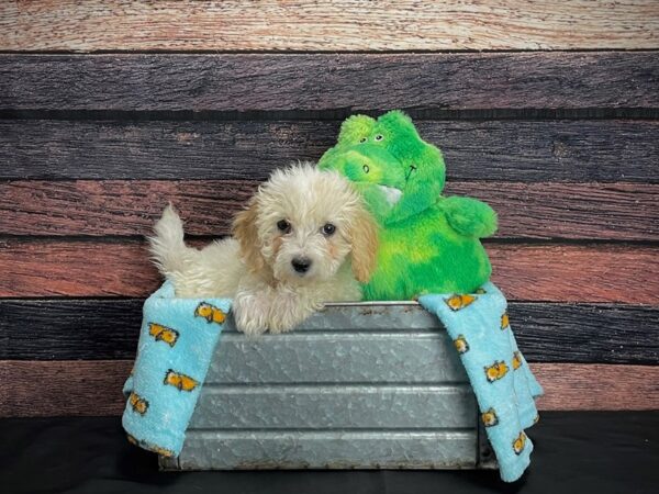 F1B Bichpoo-DOG-Female-Apricot-24619-Petland Scottsdale, Arizona