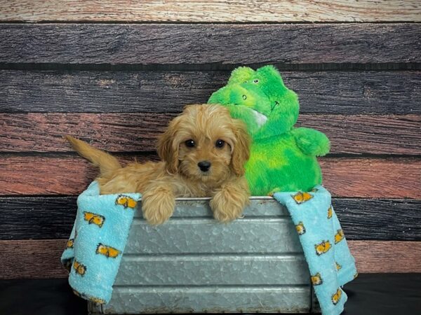 Cavalier King Charles Spaniel/Poodle-DOG-Female-Red-24618-Petland Scottsdale, Arizona