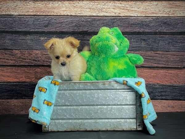 Chihuahua-DOG-Female-Cream-24617-Petland Scottsdale, Arizona