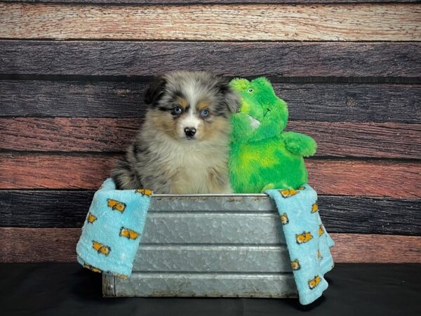 Miniature Australian Shepherd-DOG-Male-Blue Merle White and Tan-24616-Petland Scottsdale, Arizona