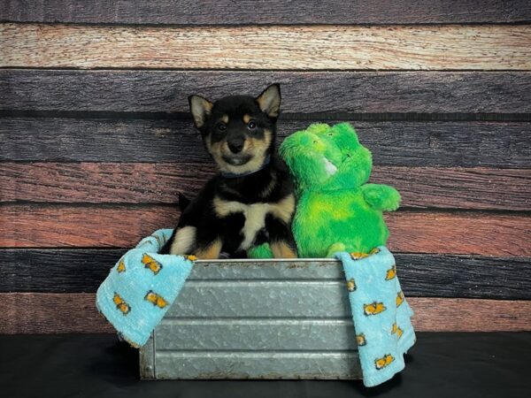 Shiba Inu-DOG-Male-Black and Tan-24615-Petland Scottsdale, Arizona